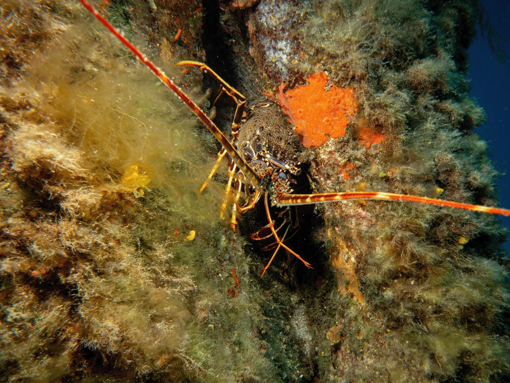 Exploration golf d'ajaccio - Plongée sous marine