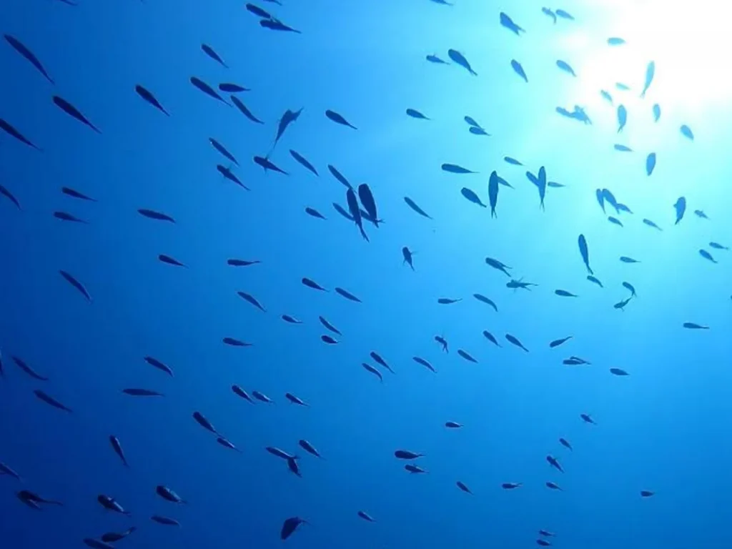 snorkeling- golf d'ajaccio